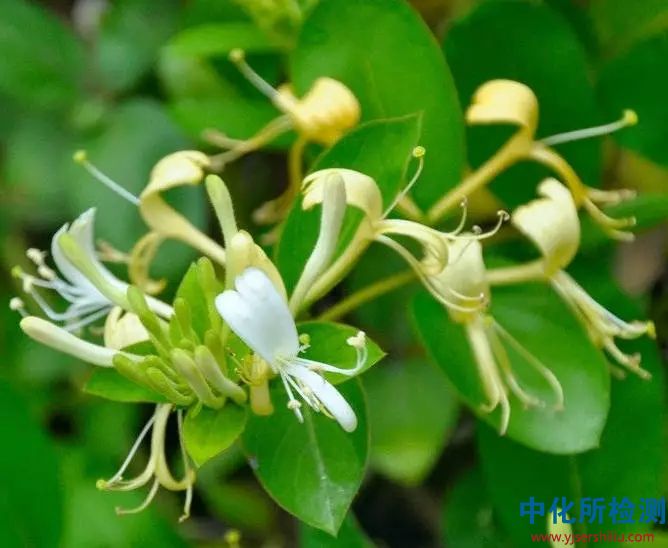 金銀花檢測(cè)